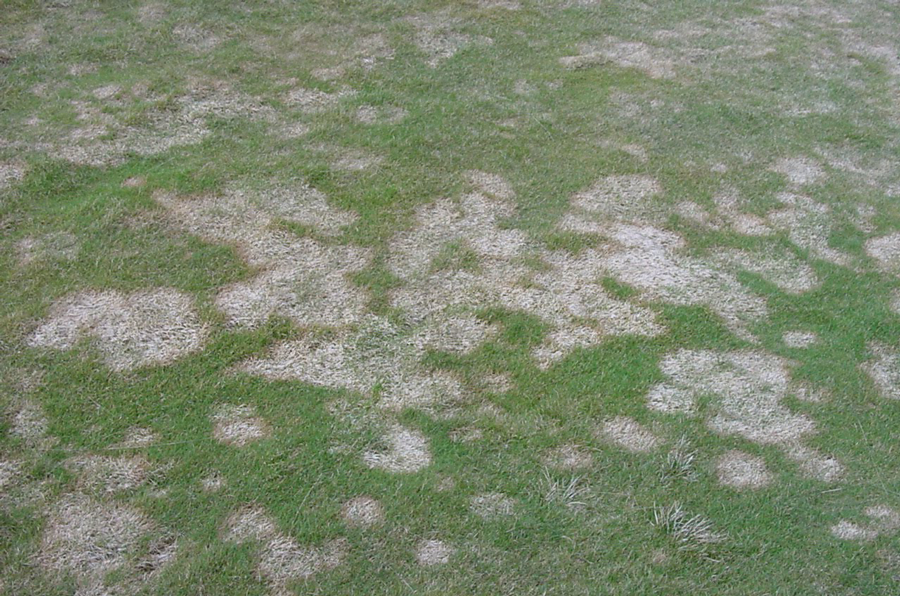Pink Snow Mold
